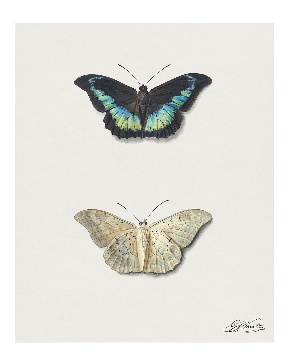 Butterflies art print, vintage artwork by Georgius Jacobus Johannes van Os (1782&ndash;1861). Original from The Rijksmuseum.…