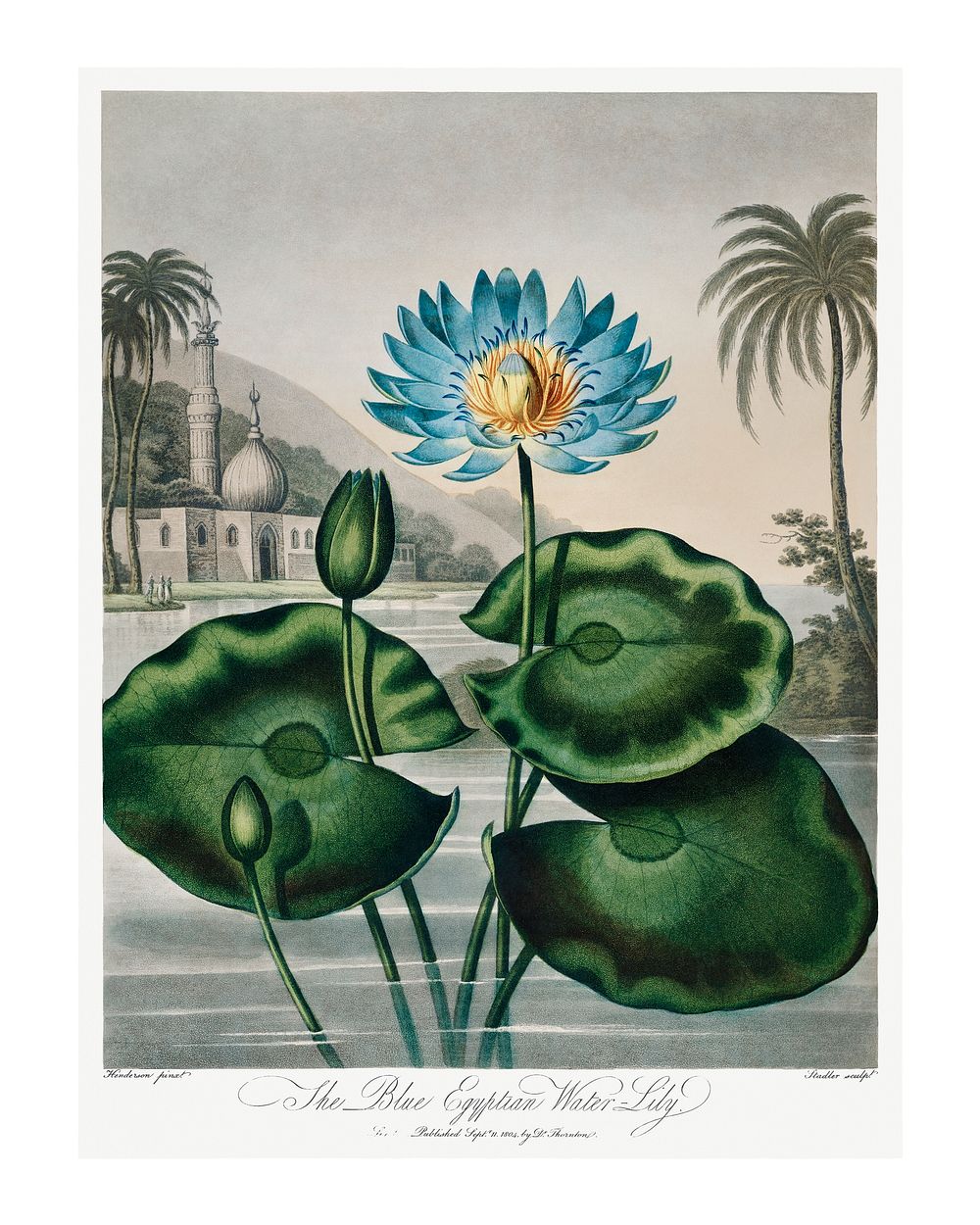 Water-Lily wall art (1807) by Robert John Thornton. Original from Biodiversity Heritage Library. Digitally enhanced by…