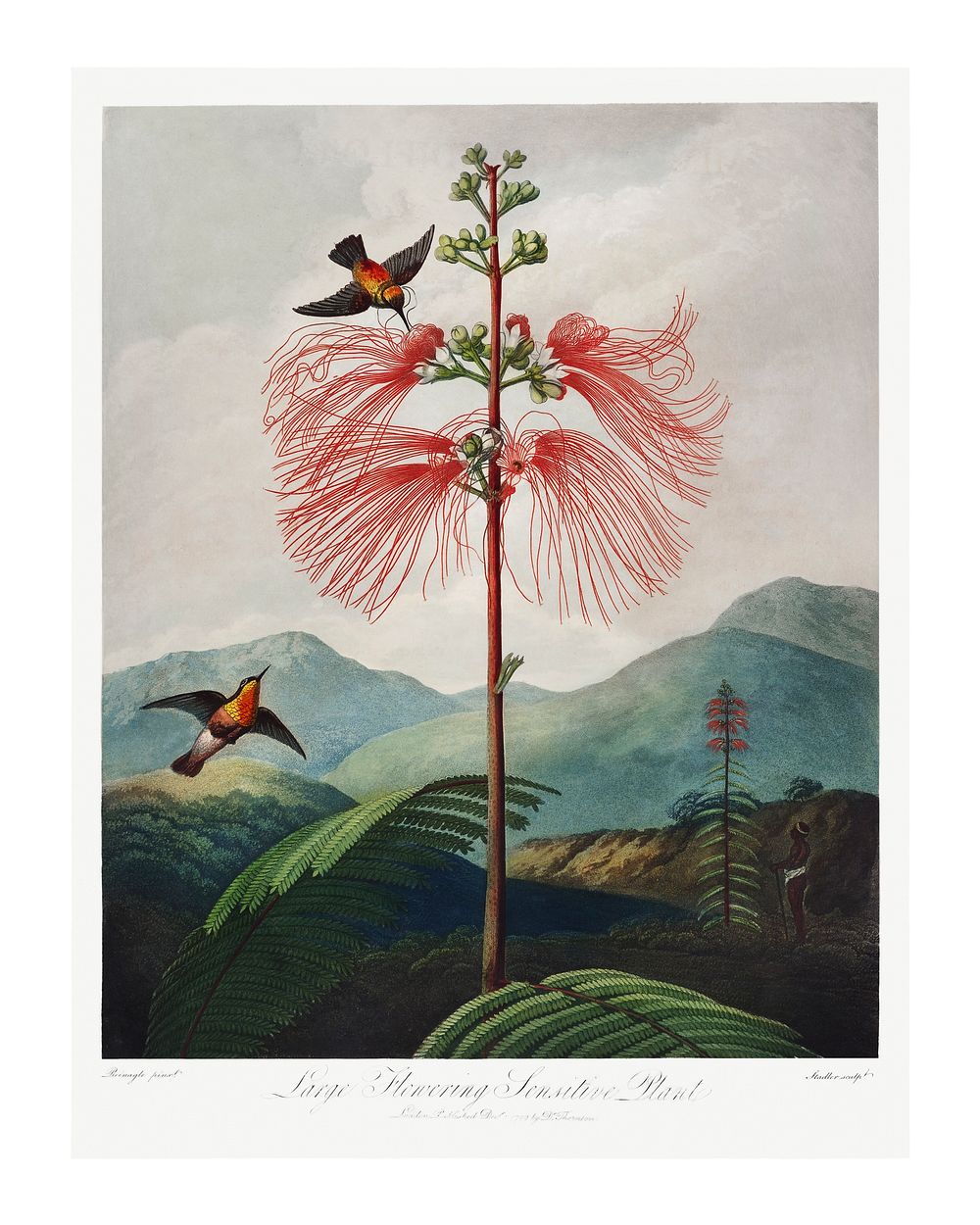 Red flower poster. Flowering Sensitive Plant (1807) by Robert John Thornton. Original from Biodiversity Heritage Library.…