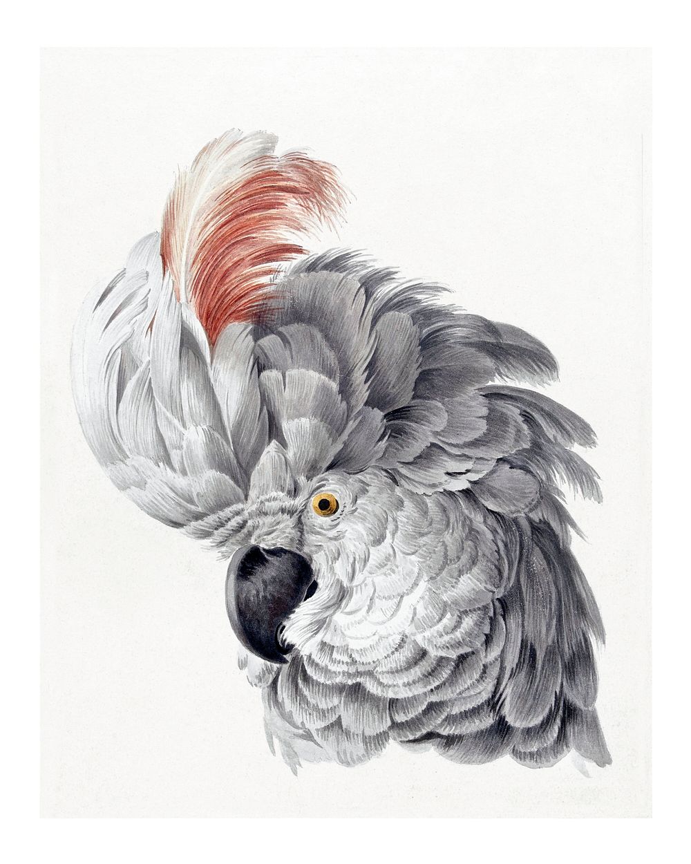 Bird's head poster, vintage Cockatoo Head, remixed from the artwork of Aert Schouman