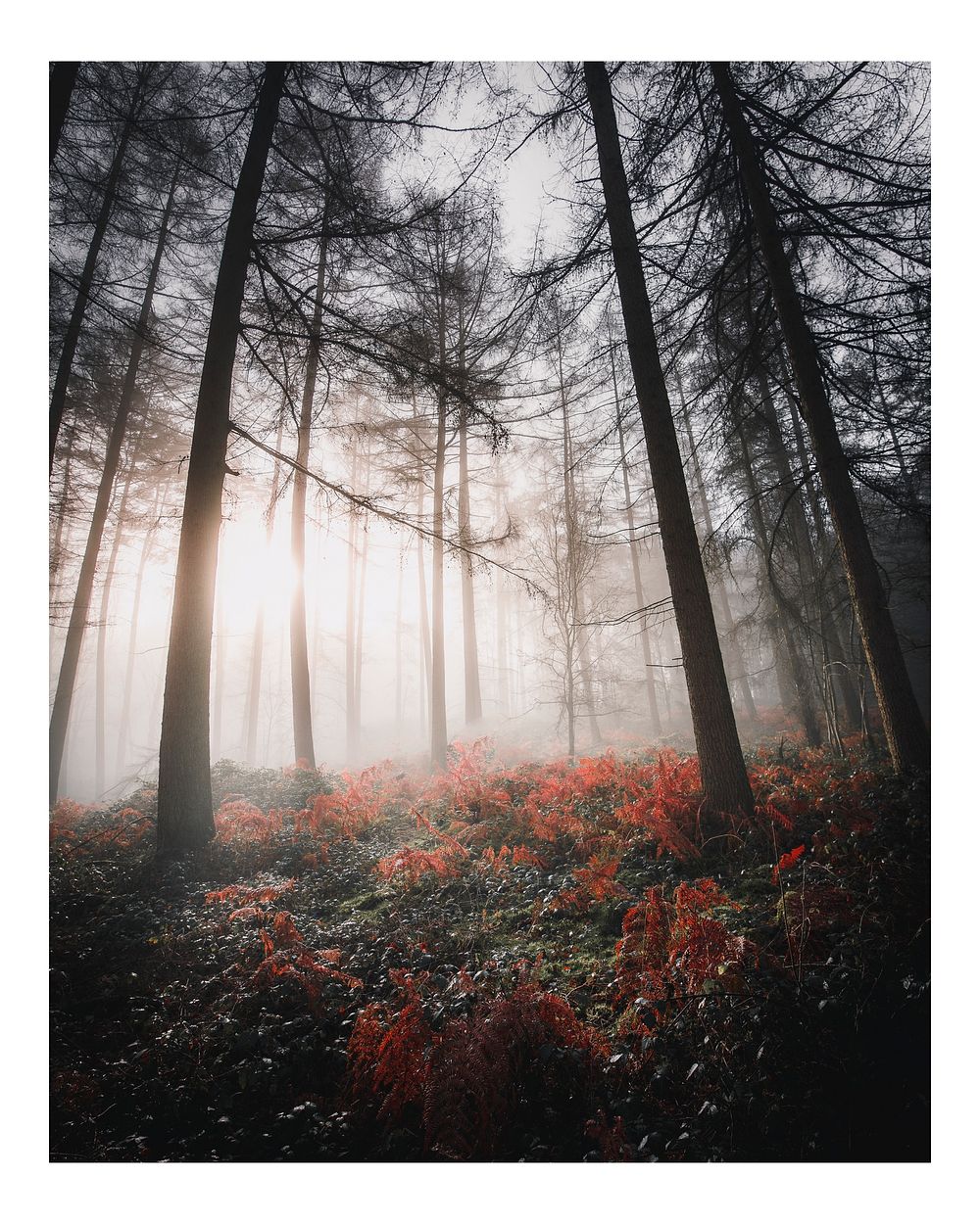 Aesthetic woods art print poster, sunlight shining through the misty woods