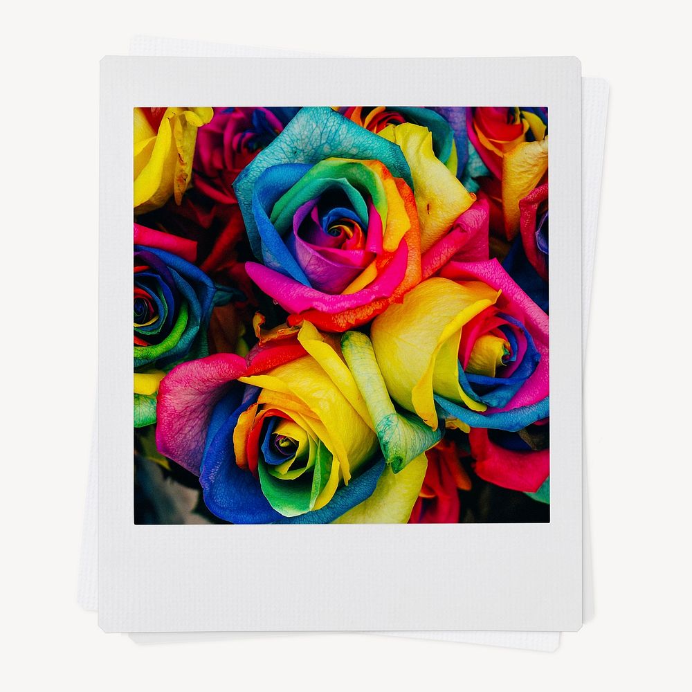 Colorful rose flowers instant photo, gay pride celebration image
