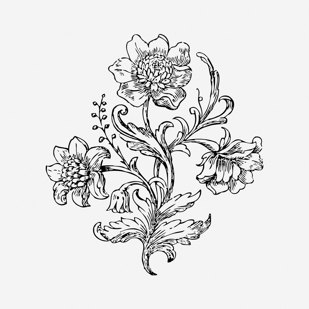 Ornamental flower drawing, vintage botanical illustration. Free public domain CC0 image.