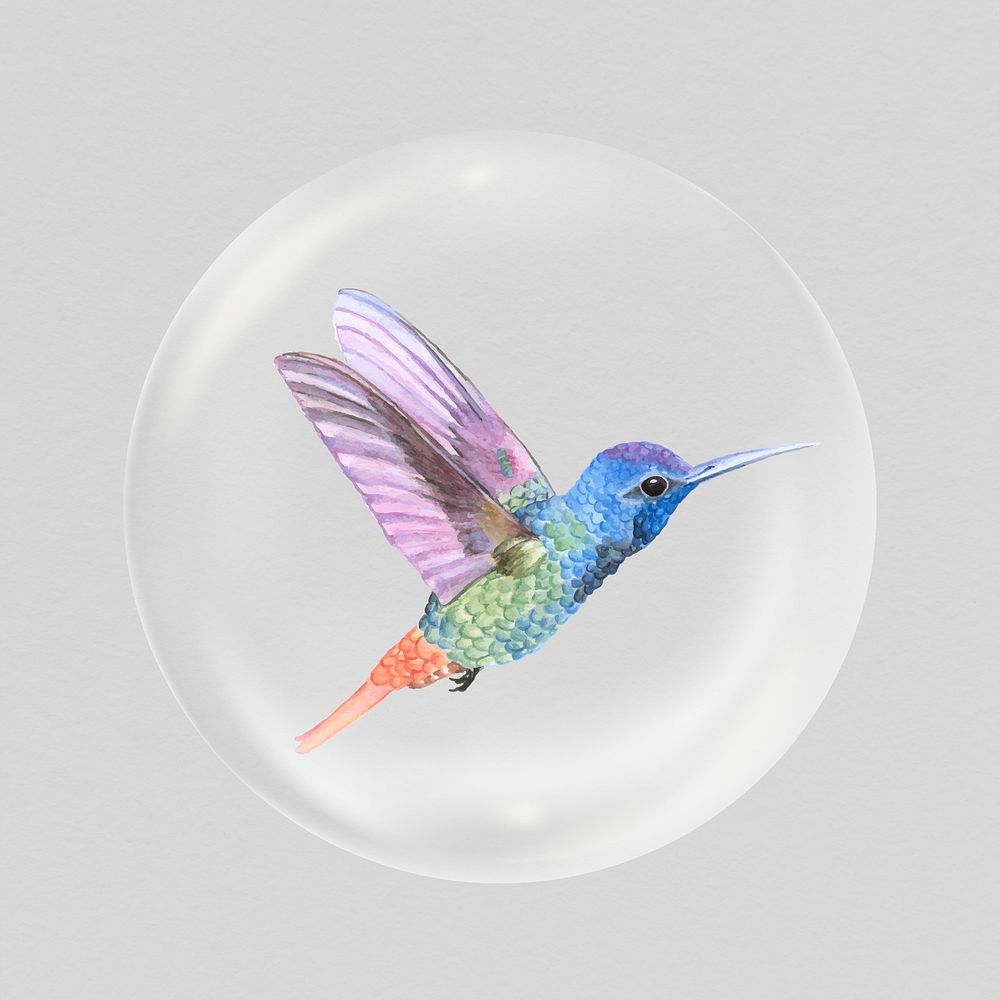 Colorful hummingbird sticker, animal in bubble psd