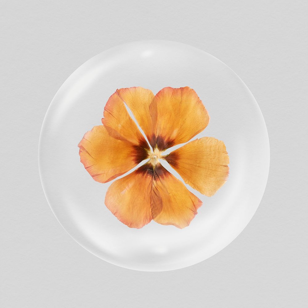 Dry anemone flower in bubble, Autumn concept art