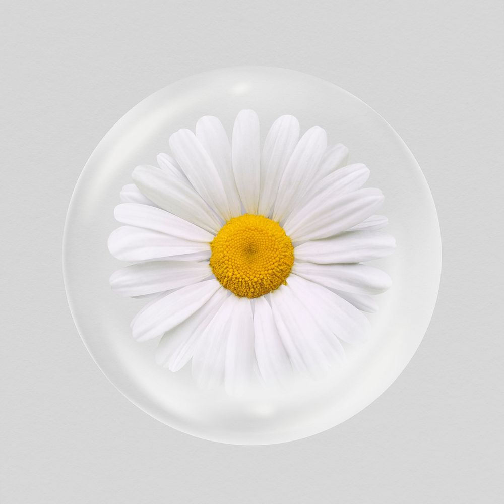 White daisy flower sticker, Spring bubble concept art psd