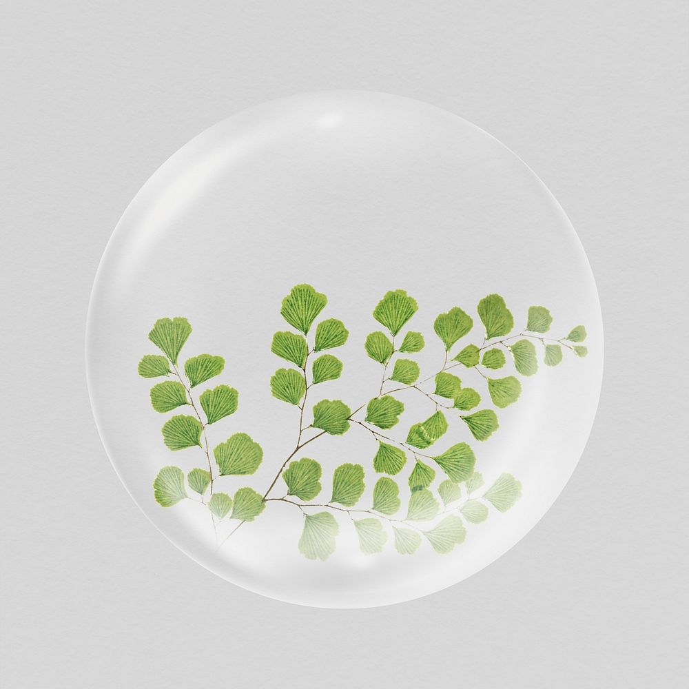 Gingko leaf branch in bubble, botanical illustration
