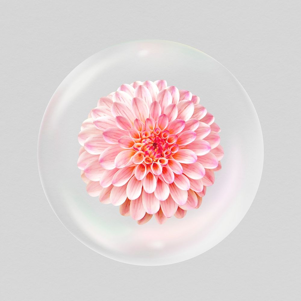 Pink dahlia flower sticker, Spring bubble concept art psd
