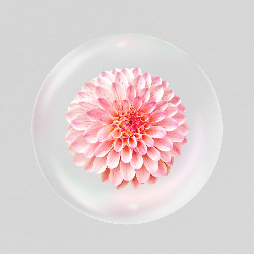 Pink dahlia flower in bubble, Spring concept art