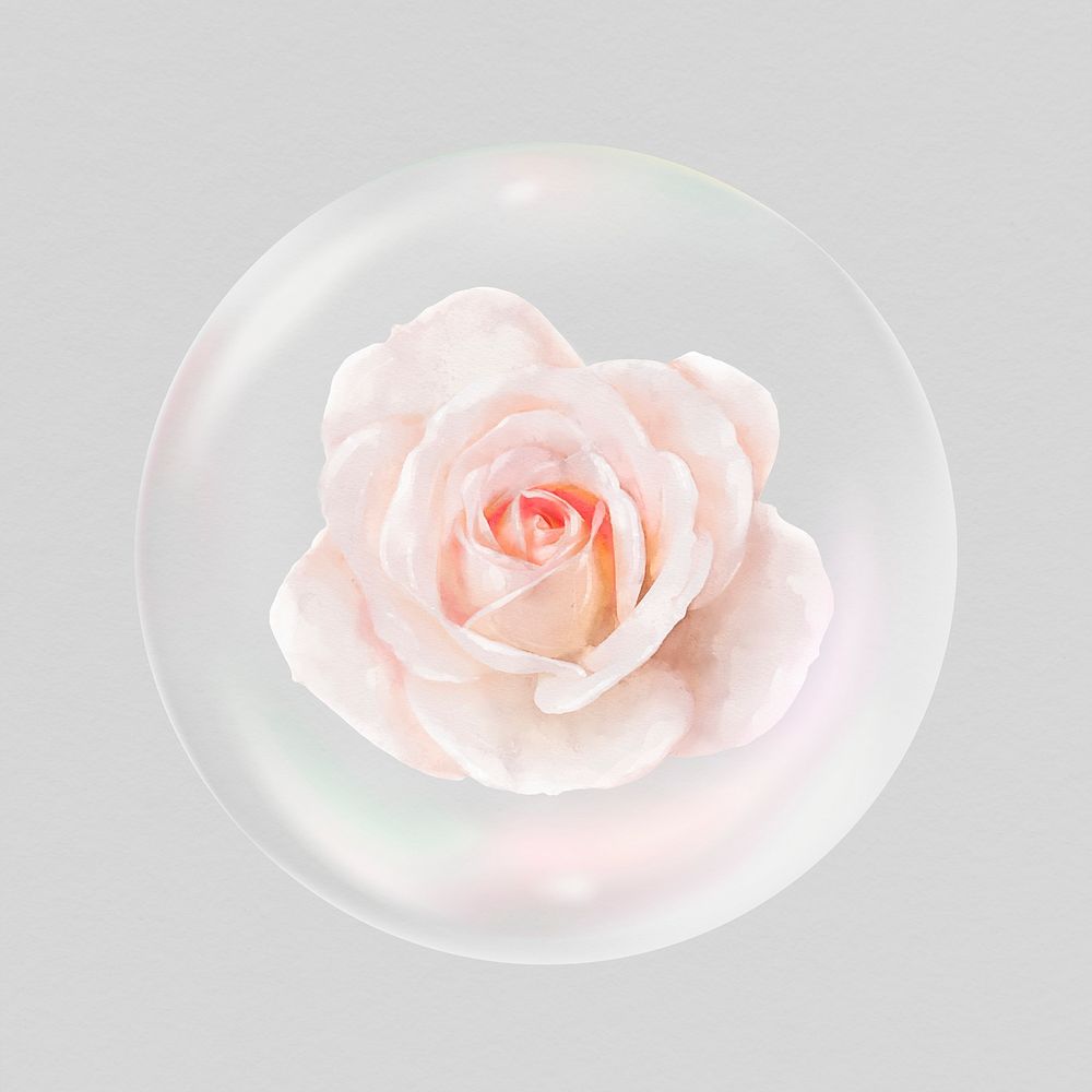 Pink rose flower sticker, Spring bubble concept art psd