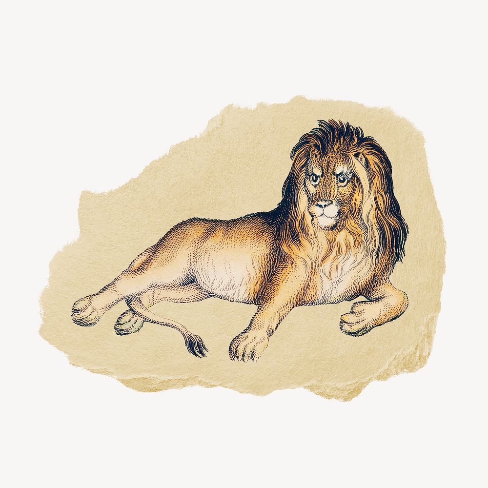 Lion vintage illustration on torn paper