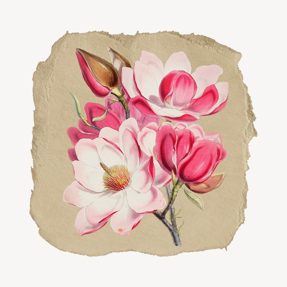Magnolia campbellii flower vintage illustration on torn paper