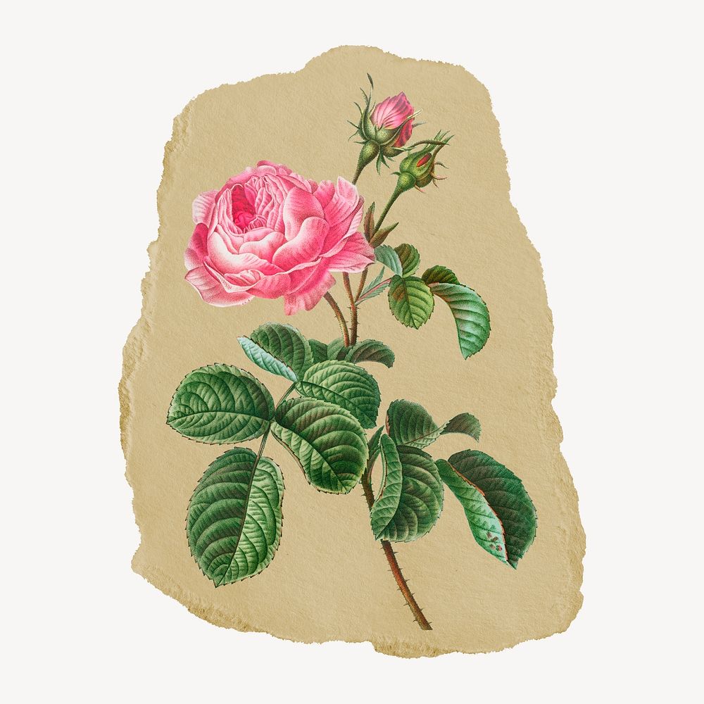 Cabbage rose illustration, Redoute's vintage illustration on torn paper