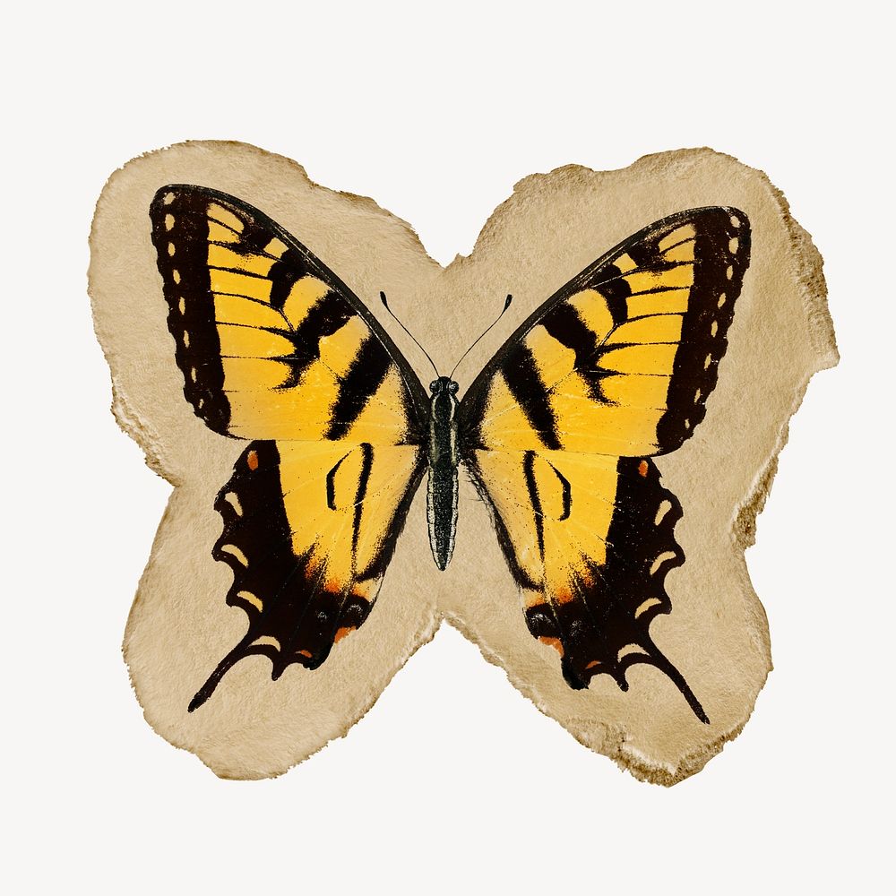 Butterfly graphic, vintage insect illustration on torn paper