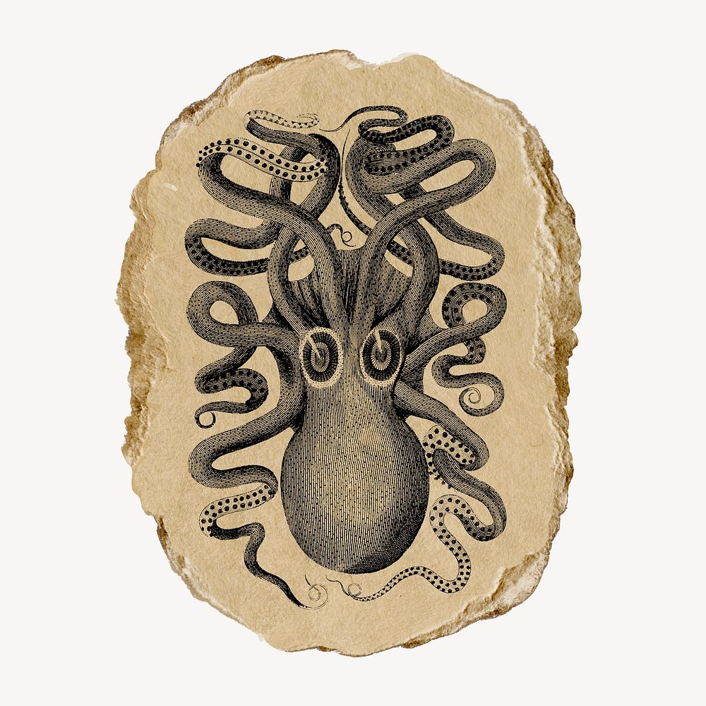 George Shaw's cuttlefish vintage illustration on torn paper