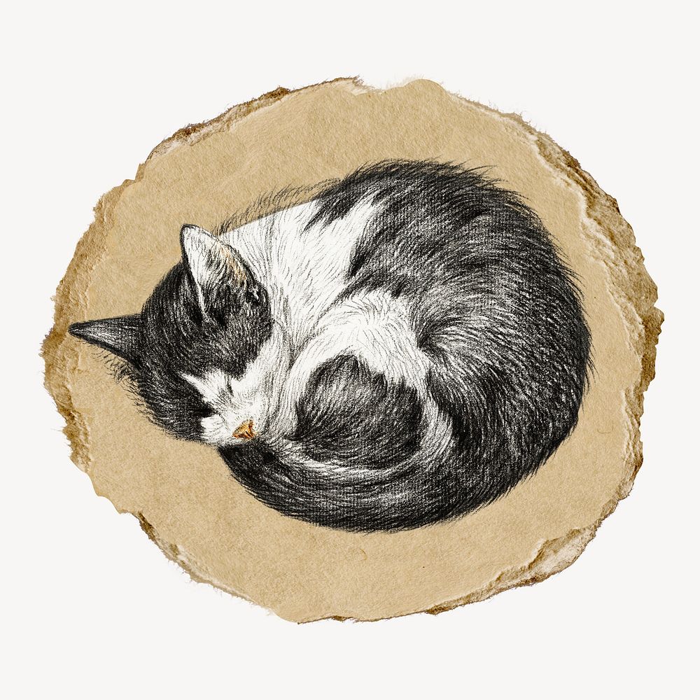 Jean Bernard's sleeping cat vintage illustration on torn paper