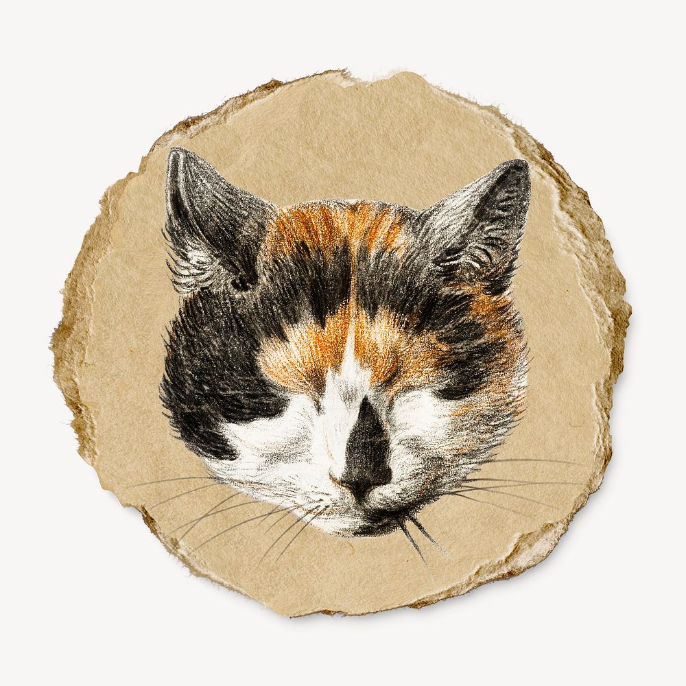 Cat's head with closed eyes illustration, Jean Bernard's vintage illustration on torn paper