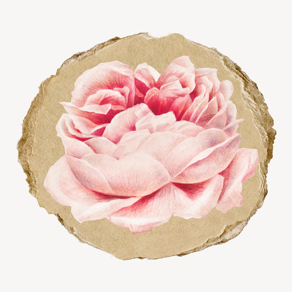 Pink rose vintage illustration on torn paper