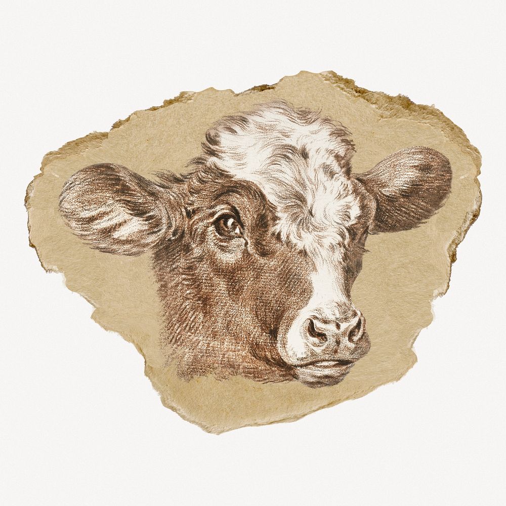 Cow head, farm animal vintage illustration on torn paper