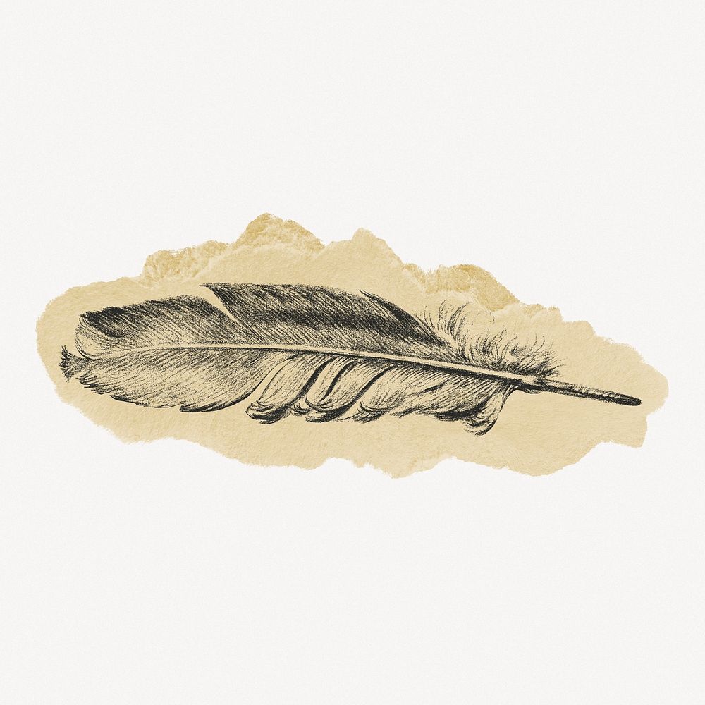 Feather illustration, Jean Bernard's vintage illustration on torn paper