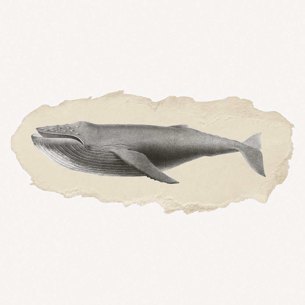 Humpback whale, marine life vintage illustration on torn paper