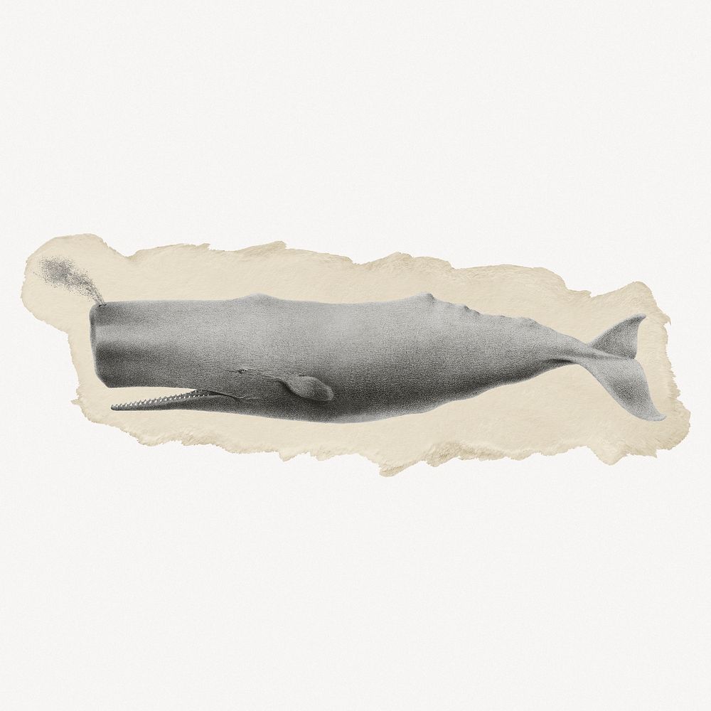 Sperm whale illustration, marine life vintage illustration on torn paper