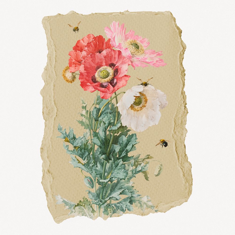 Poppy flowers vintage illustration on torn paper