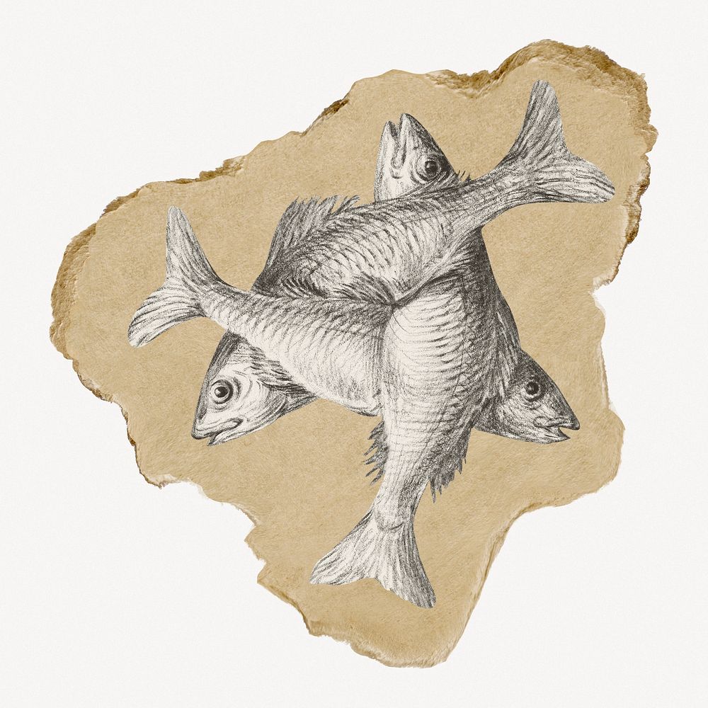 Three fishes, vintage illustration on torn paper