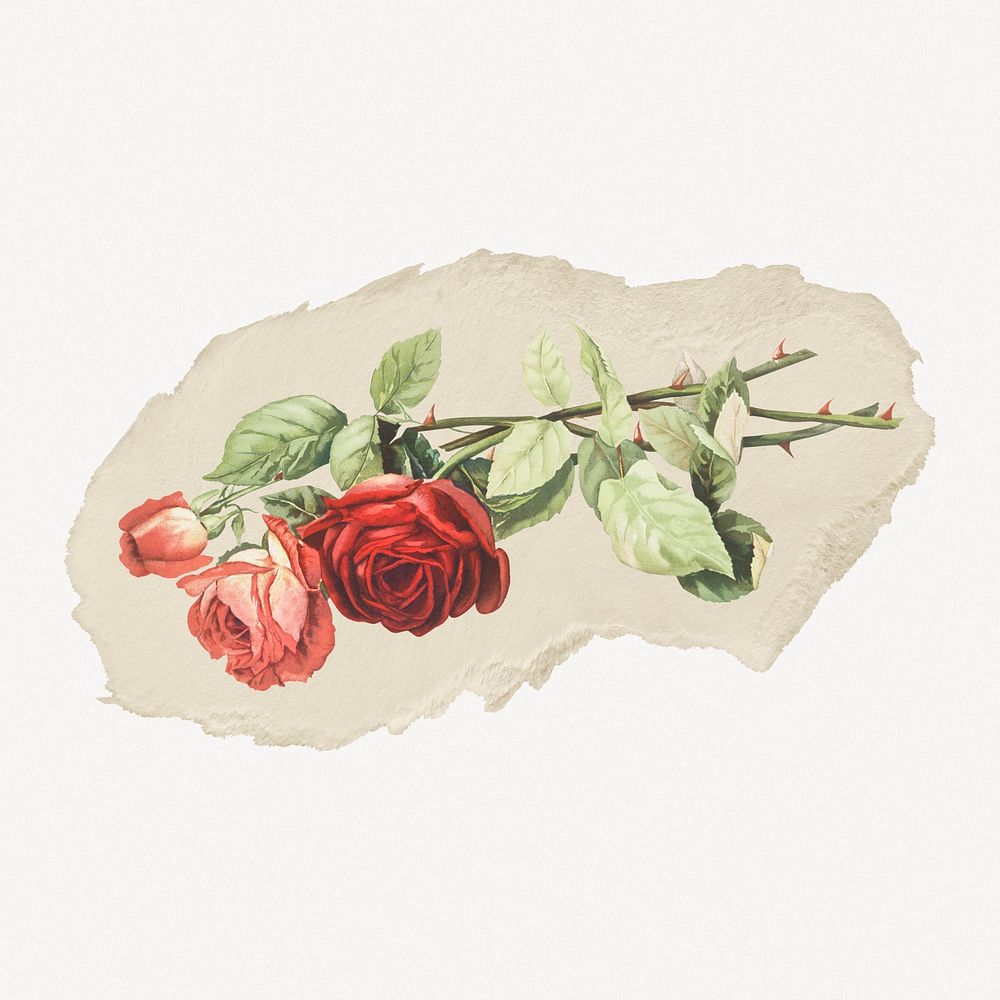 Red roses vintage illustration on torn paper