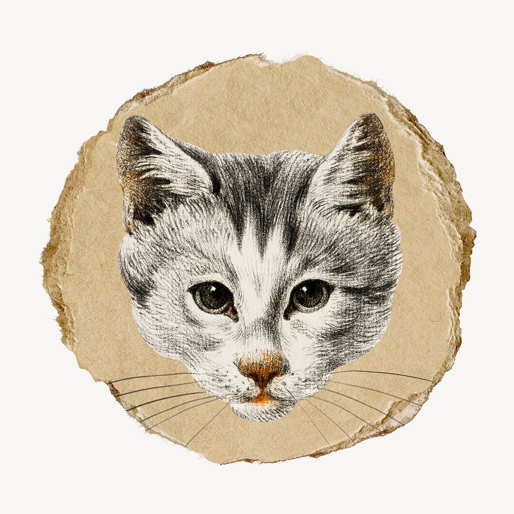 Cat's head vintage illustration on torn paper