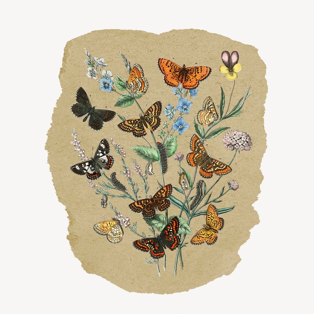Butterfly illustration, vintage insect illustration on torn paper
