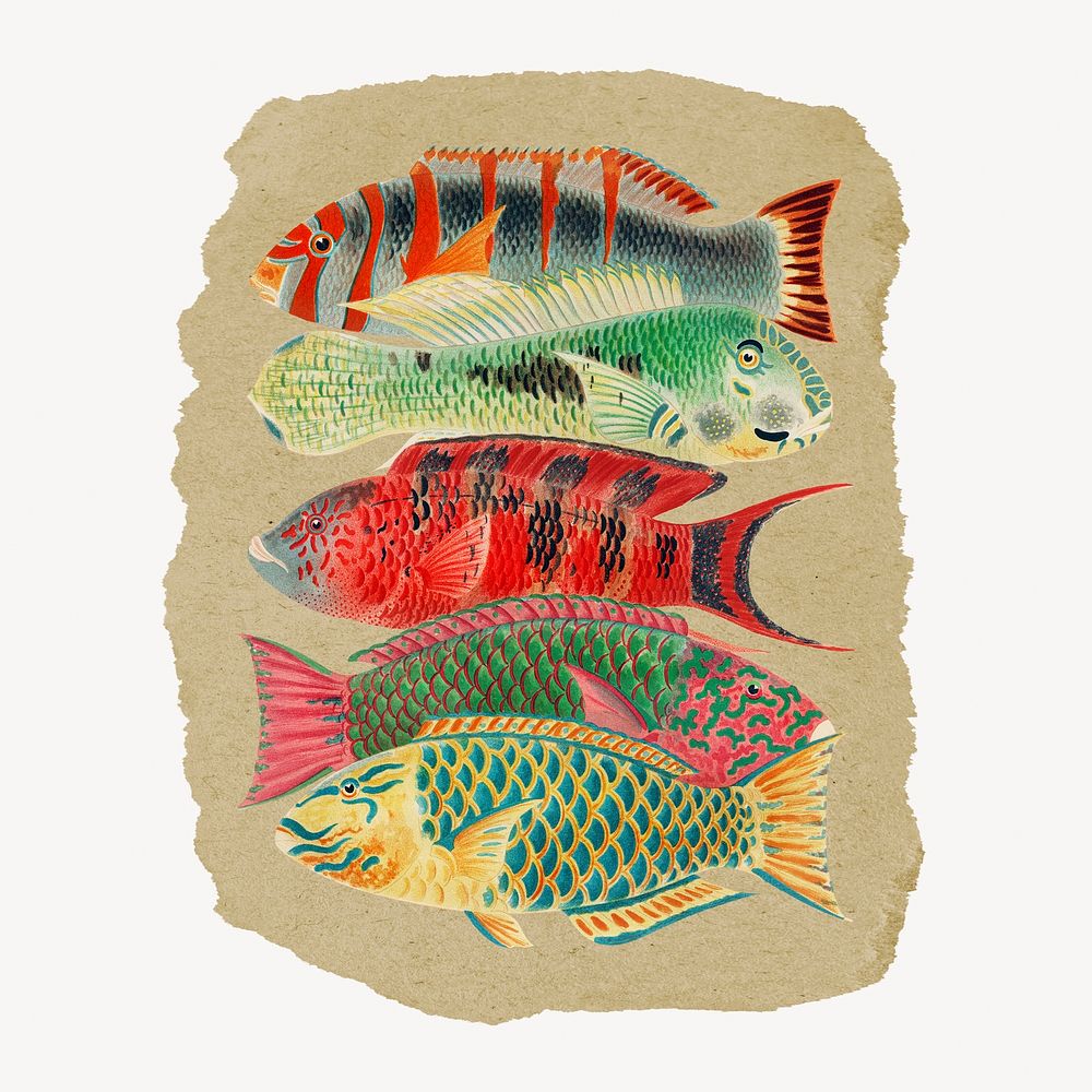 Fish, William Saville-Kent's vintage illustration on torn paper