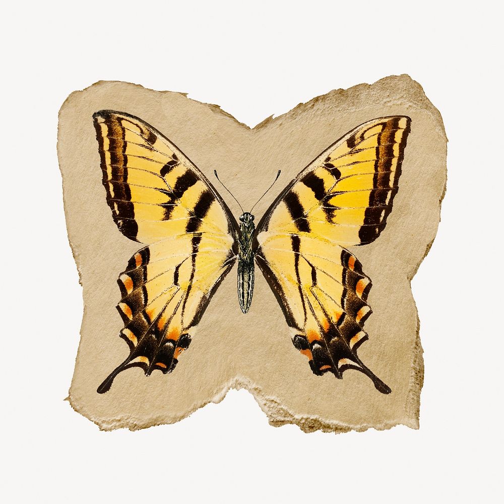 Butterfly graphic, vintage insect illustration on torn paper