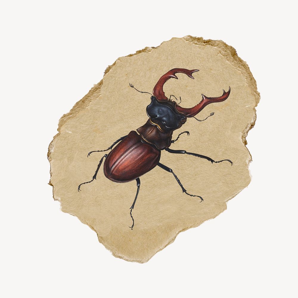 Stag beetle, insect vintage illustration on torn paper