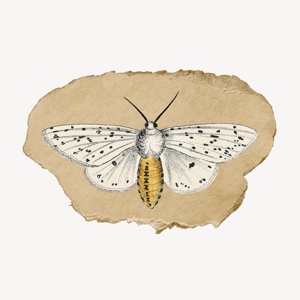 Moth illustration, vintage insect illustration on torn paper