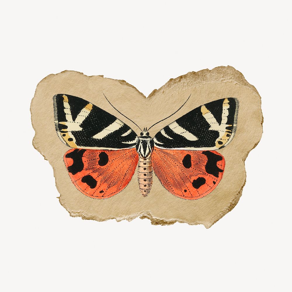 Butterfly illustration, vintage insect illustration on torn paper