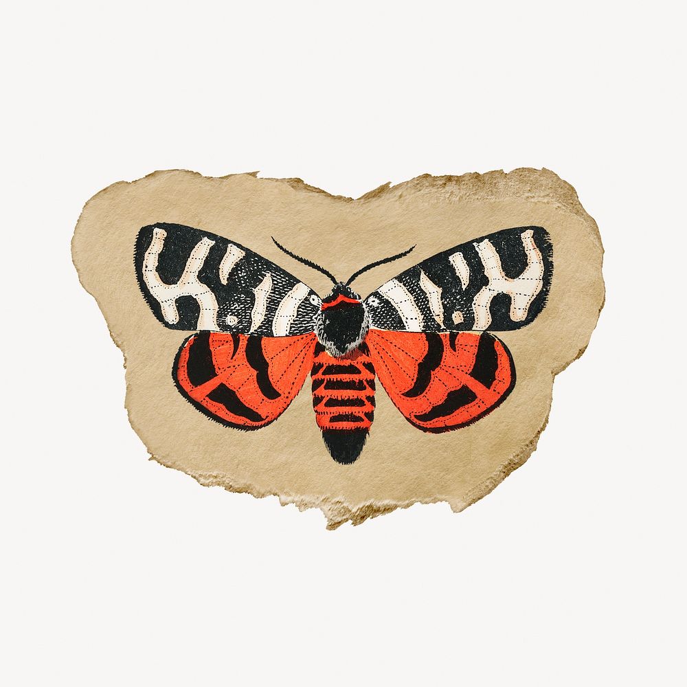 Moth illustration, vintage insect illustration on torn paper
