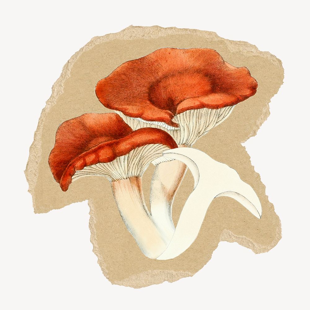 Mushroom sticker, ripped paper design psd