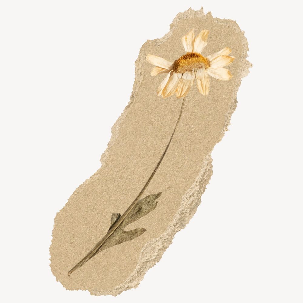 Autumn daisy flower sticker, ripped paper design psd