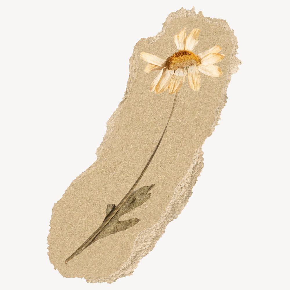 Autumn daisy flower ripped paper isolated collage element