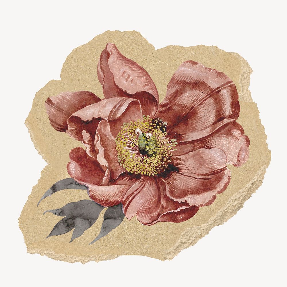 Pink dry flower ripped paper isolated collage element