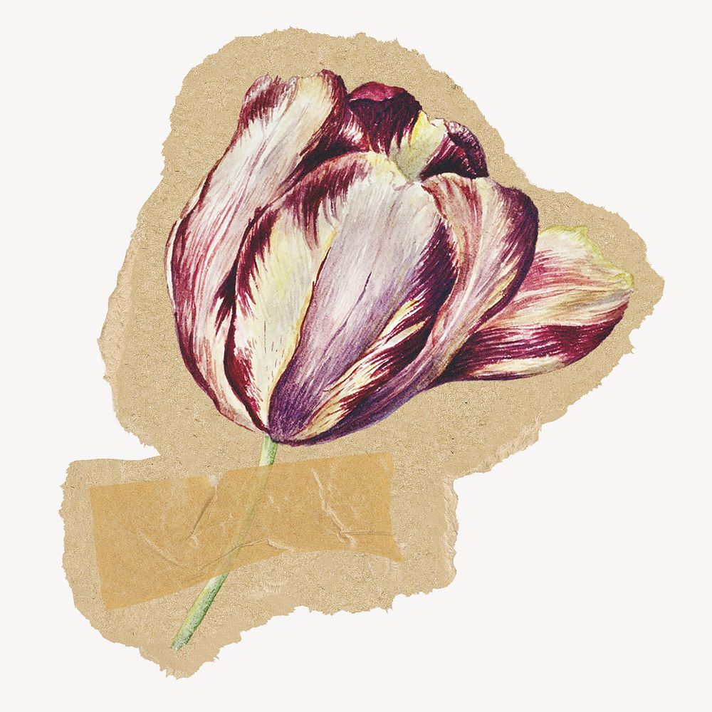 Purple tulip flower sticker, ripped paper design psd