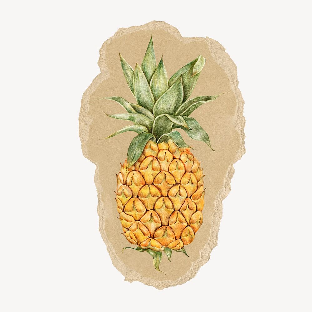 Pineapple fruit sticker, ripped paper design psd