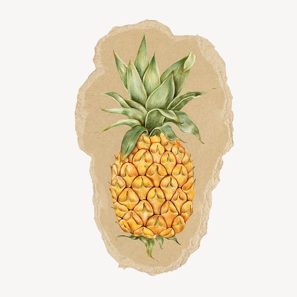 Pineapple fruit ripped paper isolated collage element