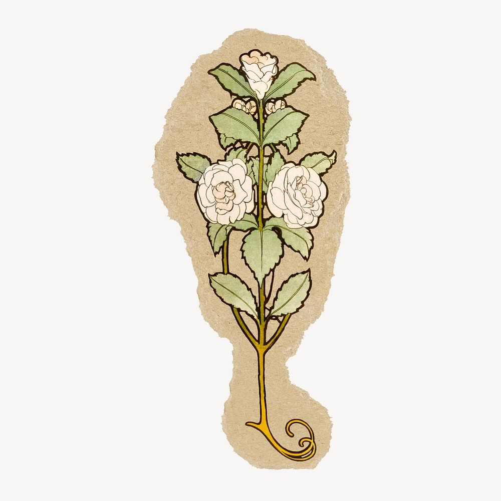 White roses sticker, ripped paper design psd
