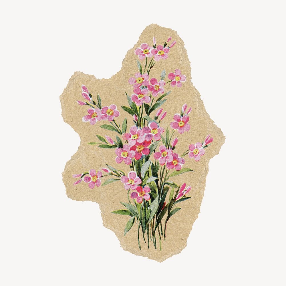 Saponaria flower ripped paper isolated collage element