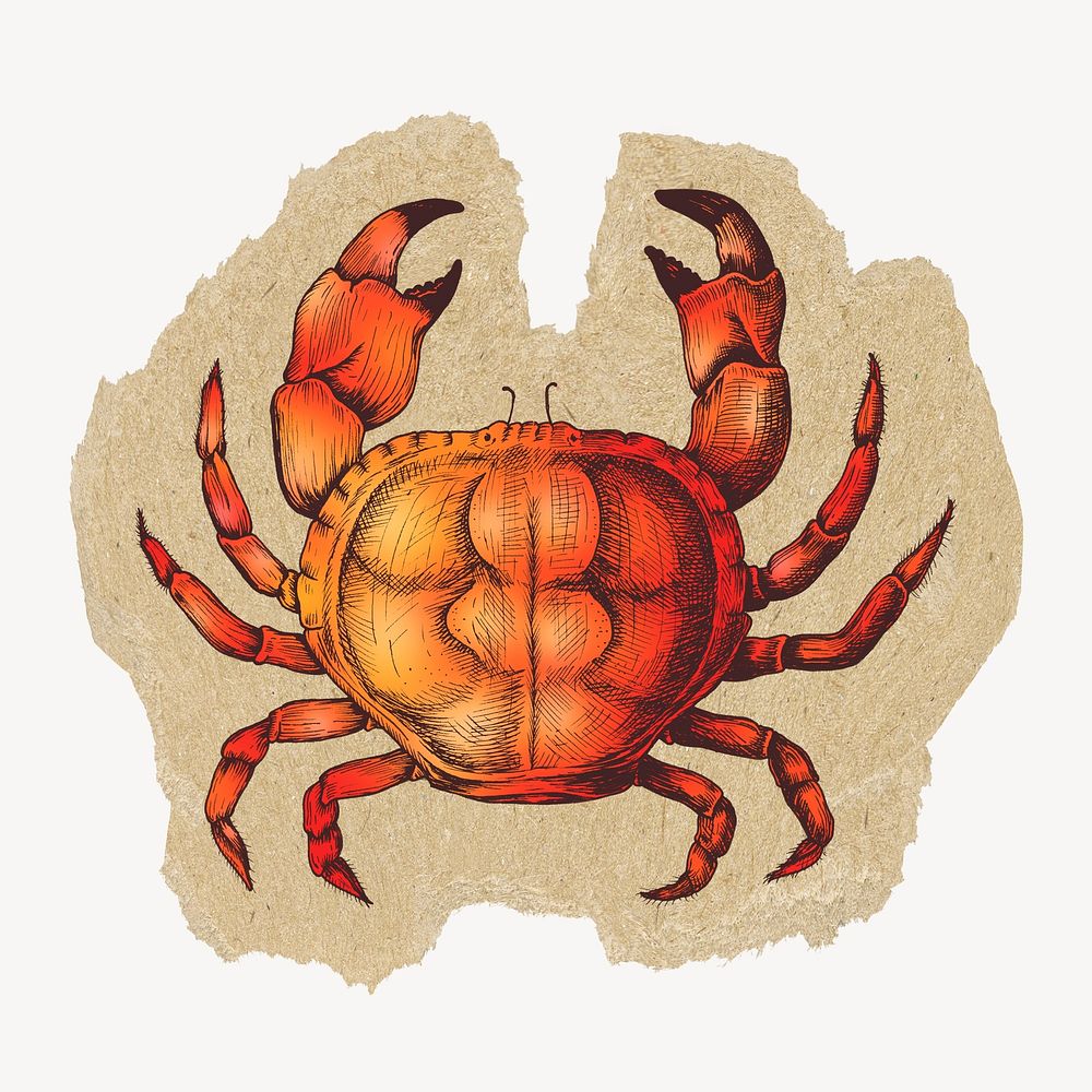 Crab, sea animal sticker, ripped paper design psd