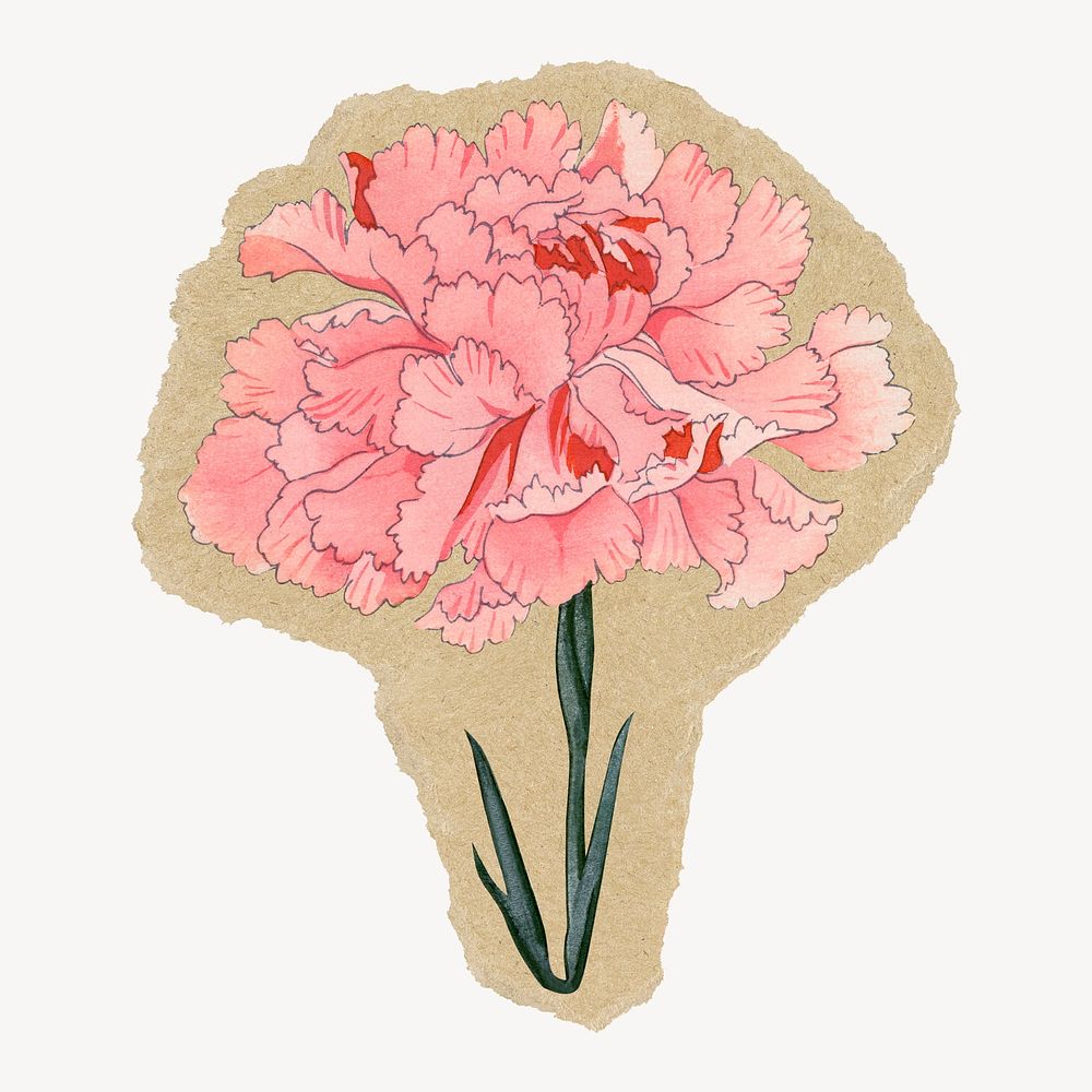 Carnation flower sticker, ripped paper design psd