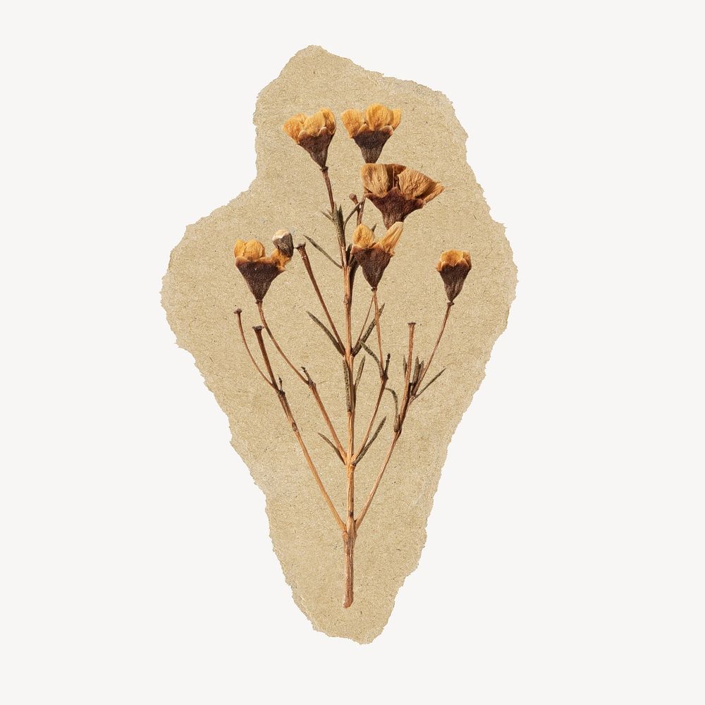Dried Autumn flower ripped paper isolated collage element