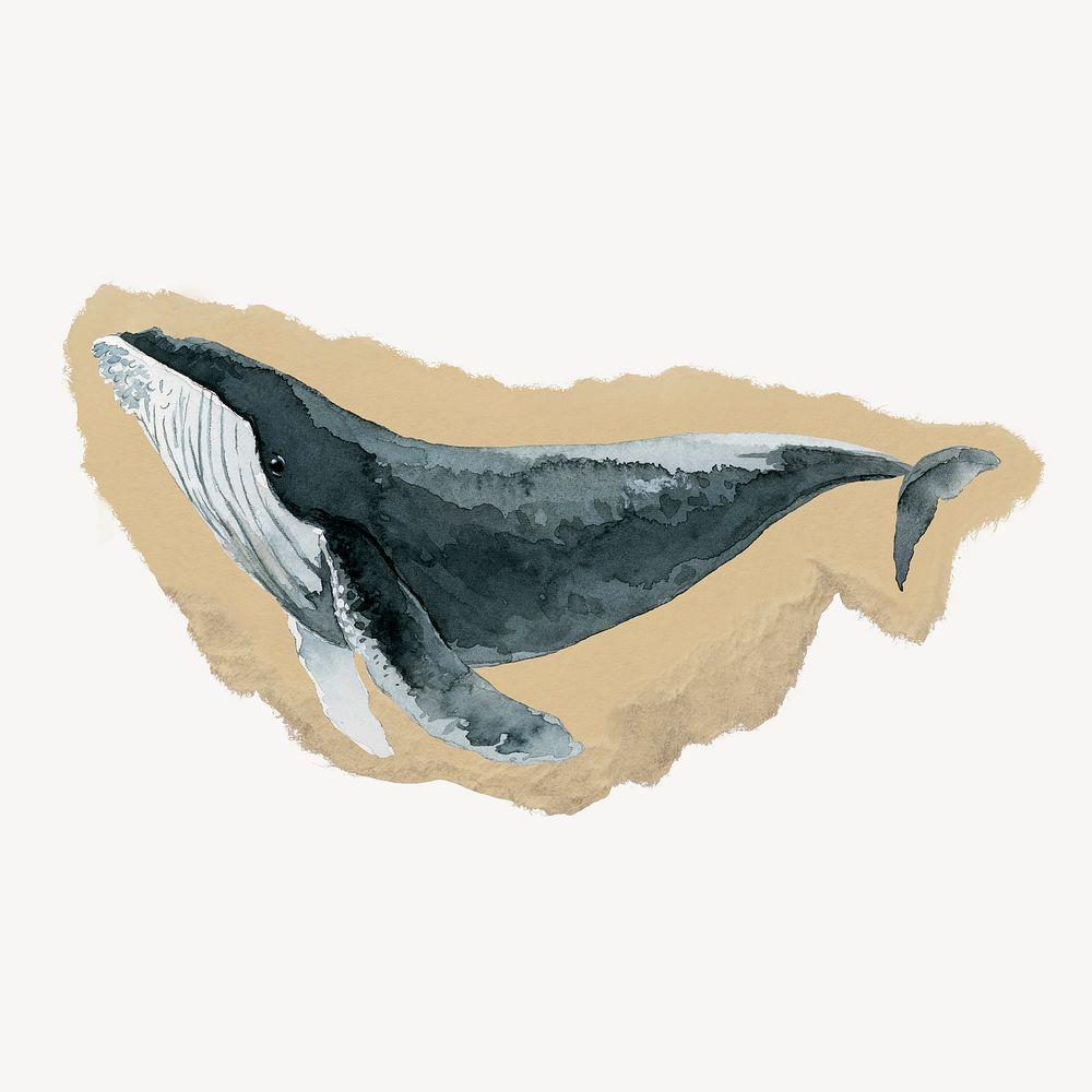 Watercolor whale ripped paper isolated collage element